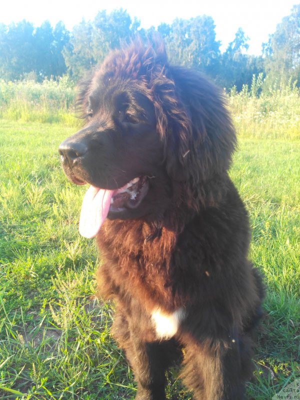 Фото: ньюфаундленд Ayolanta ot Sibirskogo Medvedya (Айоланта от Сибирского Медведя)