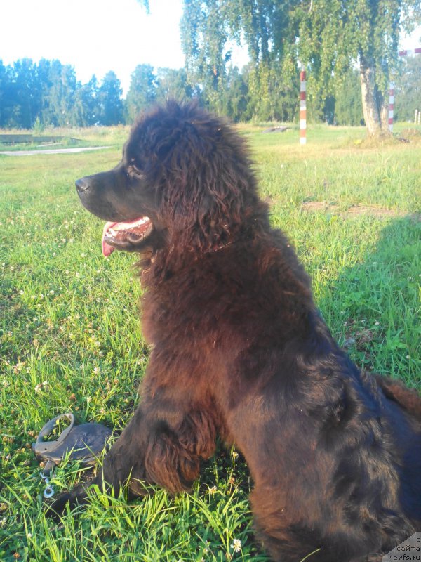 Фото: ньюфаундленд Ayolanta ot Sibirskogo Medvedya (Айоланта от Сибирского Медведя)
