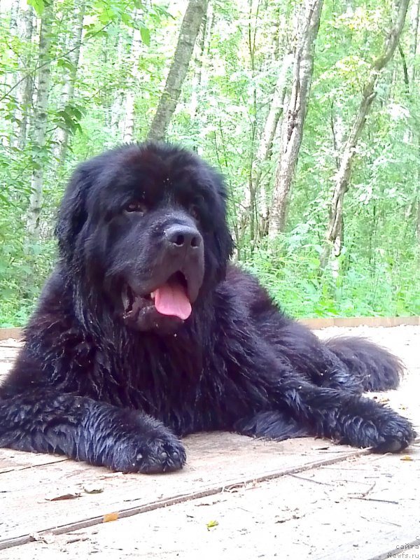 Фото: ньюфаундленд Chernyj Chank s Berega Dona (Черный Чанк с Берега Дона)