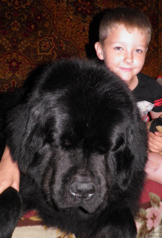 Фото: ньюфаундленд Zhdanny Syn Vialiki Miadzvedz