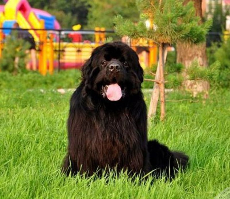 Фото: ньюфаундленд Akvatoriya Kelvin SHedevr (Акватория Келвин Шедевр)