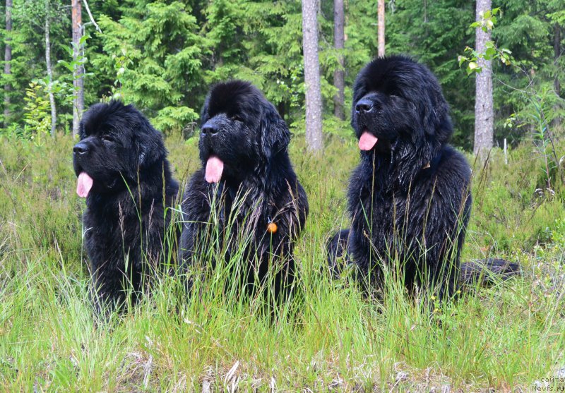 Фотография № 159651