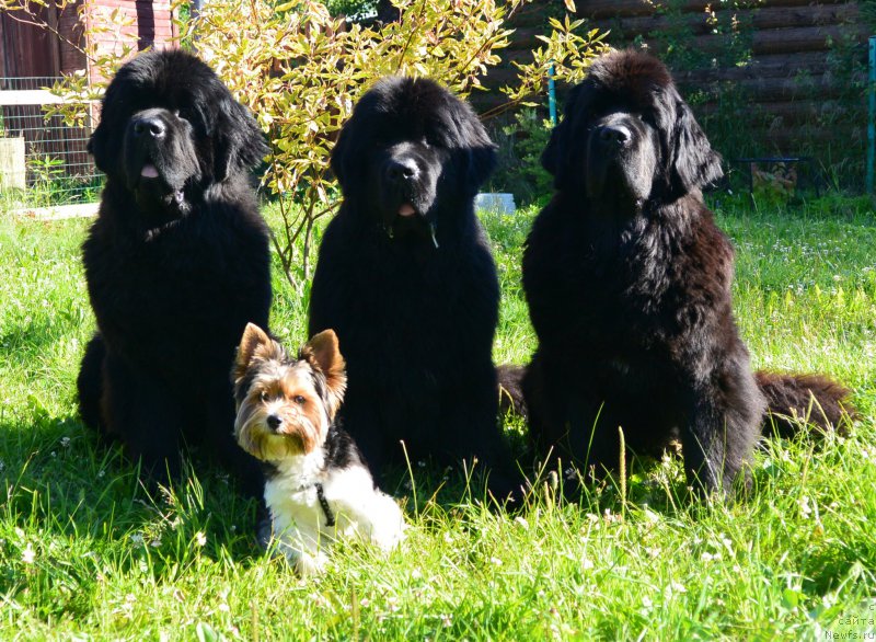Фото: ньюфаундленд Beguschaya po Volnam Elvis (Бегущая по Волнам Елвис), ньюфаундленд Beguschaya po Volnam Hand Made (Бегущая по Волнам Ханд Маде), ньюфаундленд Beguschaya po Volnam Esperanto Etulo CHui (Бегущая по Волнам Есперанто Етуло Чуи)
