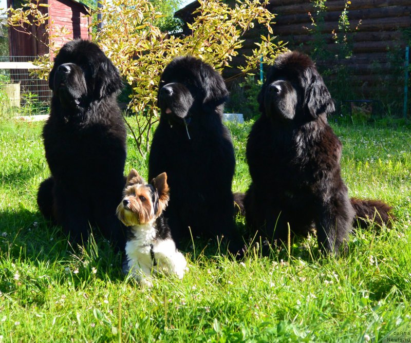 Фото: ньюфаундленд Beguschaya po Volnam Elvis (Бегущая по Волнам Елвис), ньюфаундленд Beguschaya po Volnam Hand Made (Бегущая по Волнам Ханд Маде), ньюфаундленд Beguschaya po Volnam Esperanto Etulo CHui (Бегущая по Волнам Есперанто Етуло Чуи)