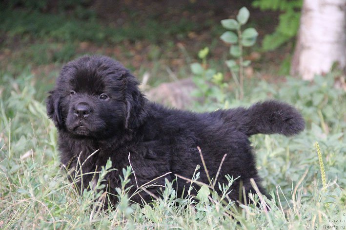 Фото: ньюфаундленд Aramis s Berega Dona (Арамис с Берега Дона)