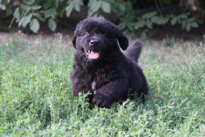 Фото: ньюфаундленд Aramis s Berega Dona (Арамис с Берега Дона)