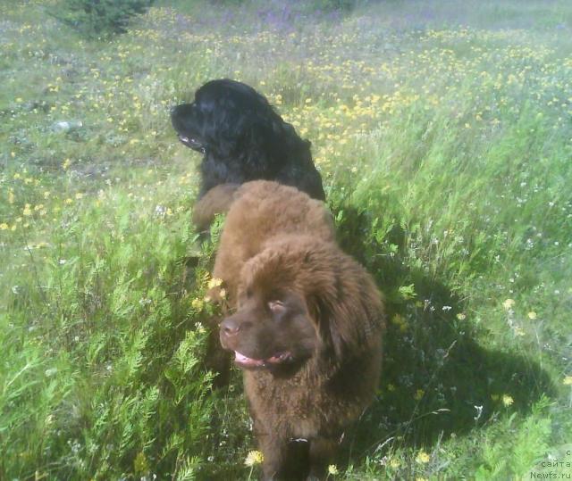Фото: ньюфаундленд Zenon Zacharovannyiy Princ (Зенон Зачарованный Принц), ньюфаундленд Bavariya (Бавария)