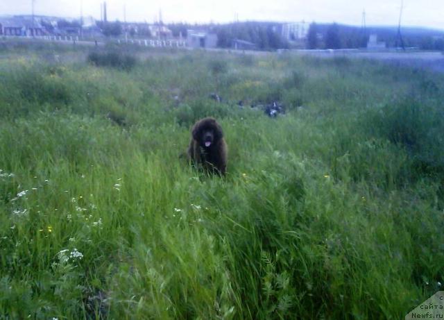 Фото: ньюфаундленд Zenon Zacharovannyiy Princ (Зенон Зачарованный Принц)