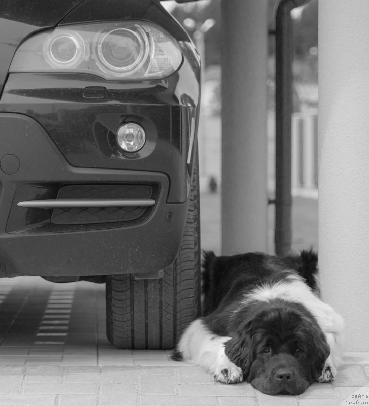 Фото: ньюфаундленд Akvian Song Montana (Аквиан Сонг Монтана)