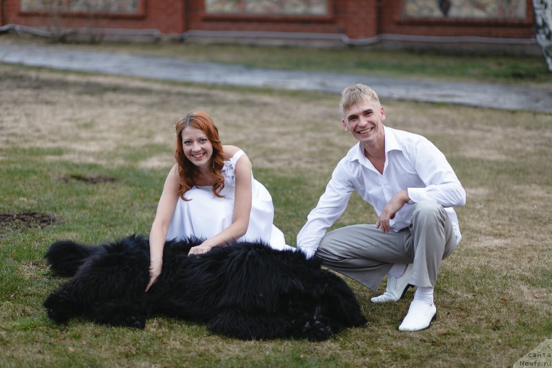 Фото: ньюфаундленд N'yufort N'yord Royal Flyesh (Ньюфорт Ньёрд Роял Флэш)