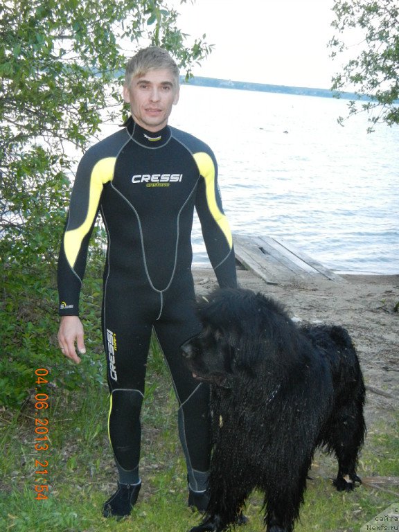 Фото: ньюфаундленд N'yufort N'yord Royal Flyesh (Ньюфорт Ньёрд Роял Флэш)