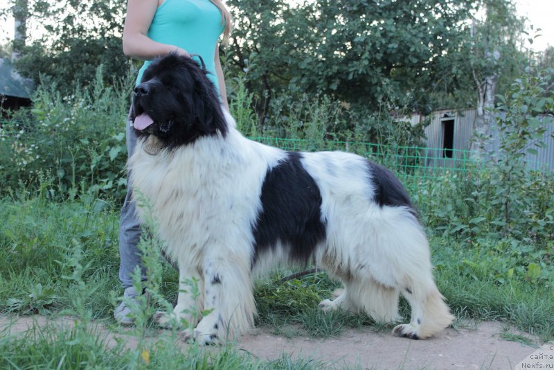 Фото: ньюфаундленд Callistos Blitzen