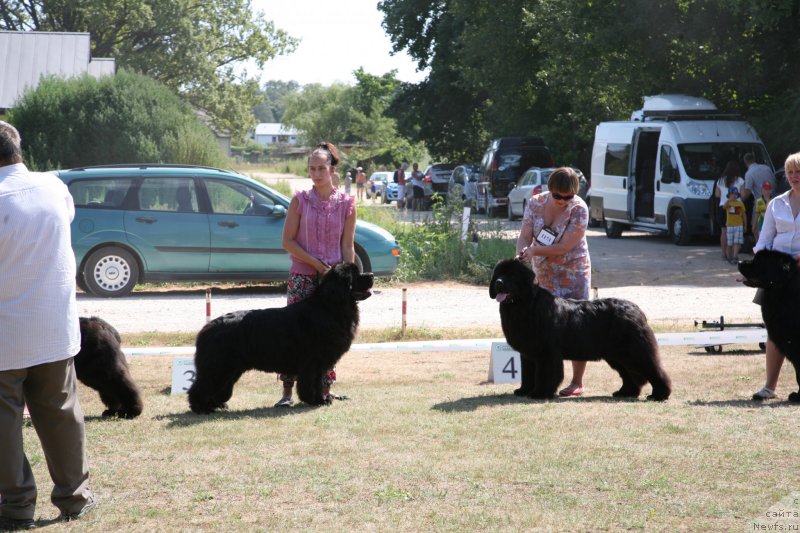 Фото: ньюфаундленд Sent Djons Handsel for Me (Сент Джонс Хендсел фо Ми)