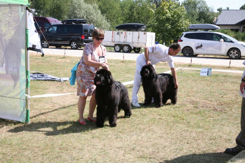 Фото: ньюфаундленд Aquatoriya Kelvin Fifa (Акватория Келвин Фифа), ньюфаундленд Sent Djons Handsel for Me (Сент Джонс Хендсел фо Ми)