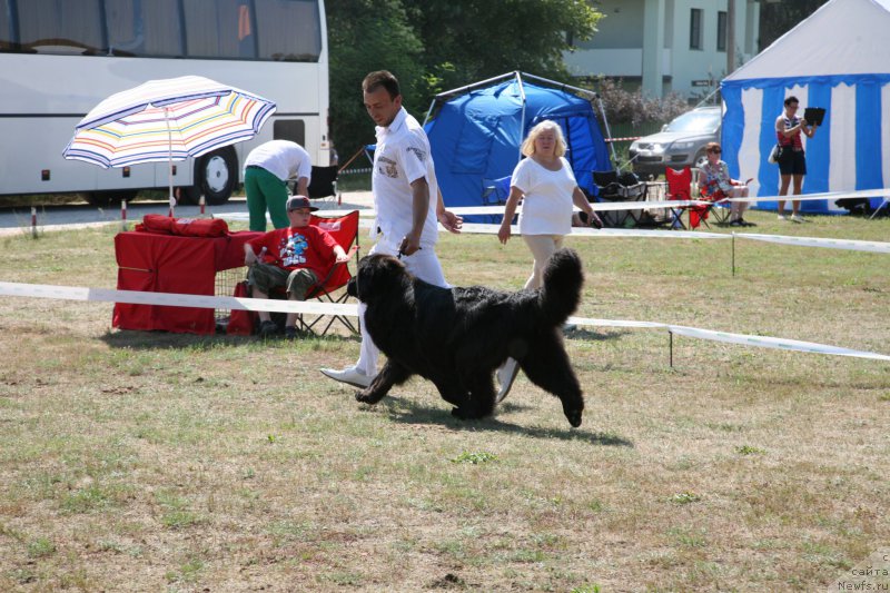 Фото: ньюфаундленд Sent Djons Handsel for Me (Сент Джонс Хендсел фо Ми)