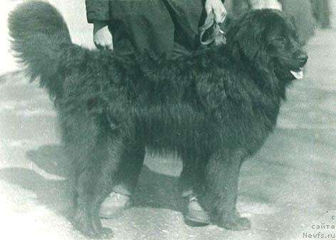 Фото: ньюфаундленд YU Donal'd Nik Vi (Ю Дональд Ник Ви)