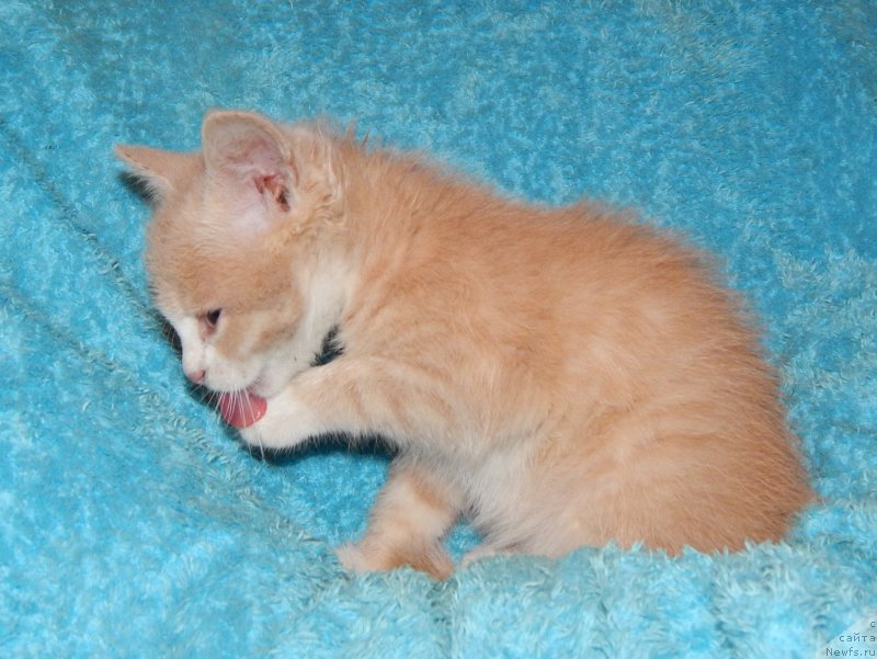 Фотография № 159701