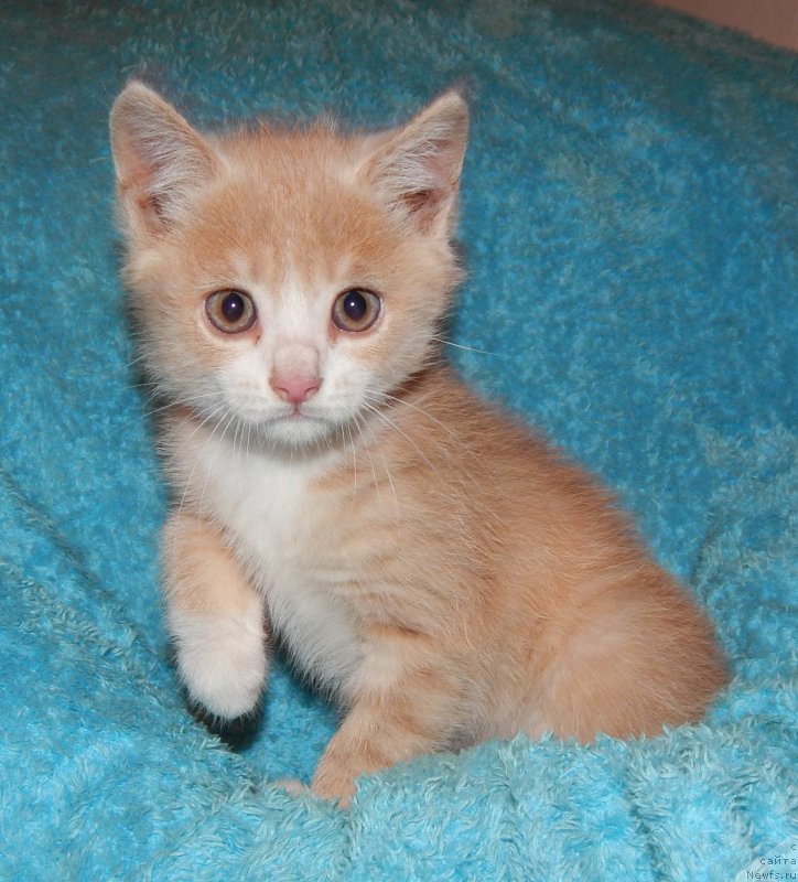 Фотография № 159702