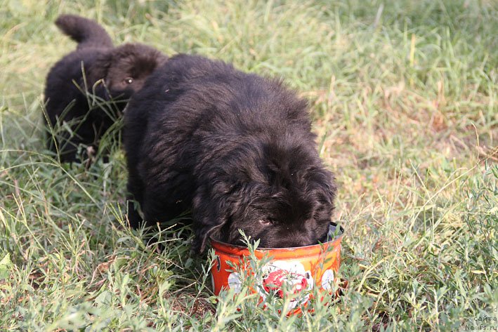 Фото: ньюфаундленд A'Portos s Berega Dona (А'Портос с Берега Дона)