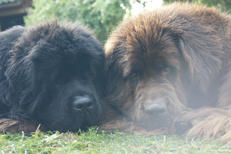 Фотография № 159706