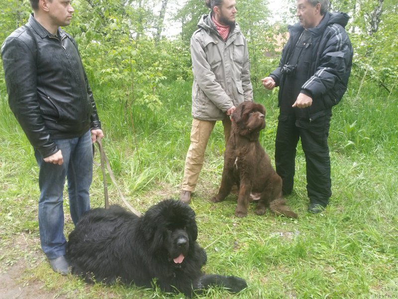 Фото: ньюфаундленд Able To Win Dinastiya Soverchenstva (Айбл Ту Вин Династия Совершенства), Харли