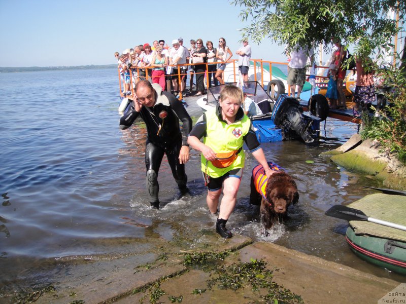 Фото: ньюфаундленд Ocharovashka s Berega Dona (Очаровашка с Берега Дона), Galina Artyushina (Галина Артюшина)