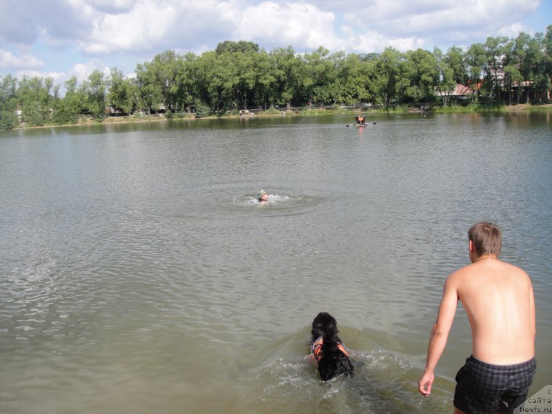 Фото: ньюфаундленд Eto Schast'e s Berega Dona (Это Счастье с Берега Дона), Nadejda Fedoseeva (Надежда Федосеева)