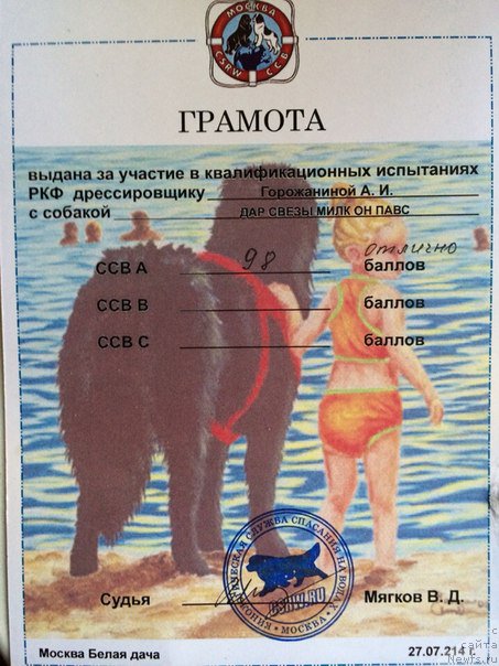 Фото: ньюфаундленд Dar Svezyi Milk on Pavs (Дар Свезы Милк он Павс)