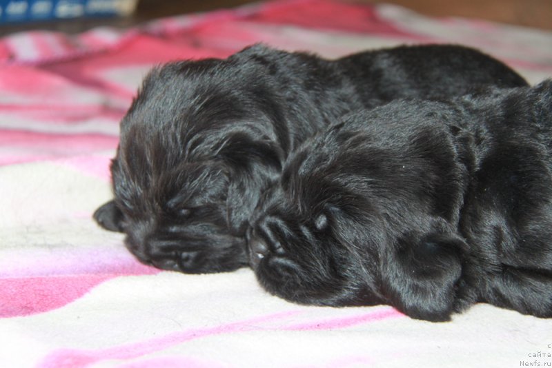 Фото: ньюфаундленд Akvian Song Okeanik Vind (Аквиан Сонг Океаник Винд), и, ньюфаундленд Akvian Song Over ze YUnivers (Аквиан Сонг Овер зе Юниверс)