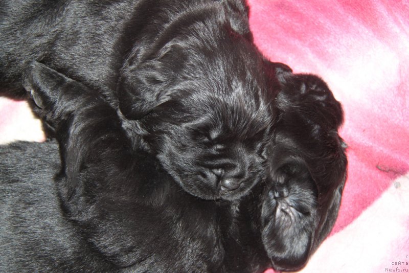 Фото: ньюфаундленд Akvian Song Okeanik Vind (Аквиан Сонг Океаник Винд), и, ньюфаундленд Akvian Song Over ze YUnivers (Аквиан Сонг Овер зе Юниверс)