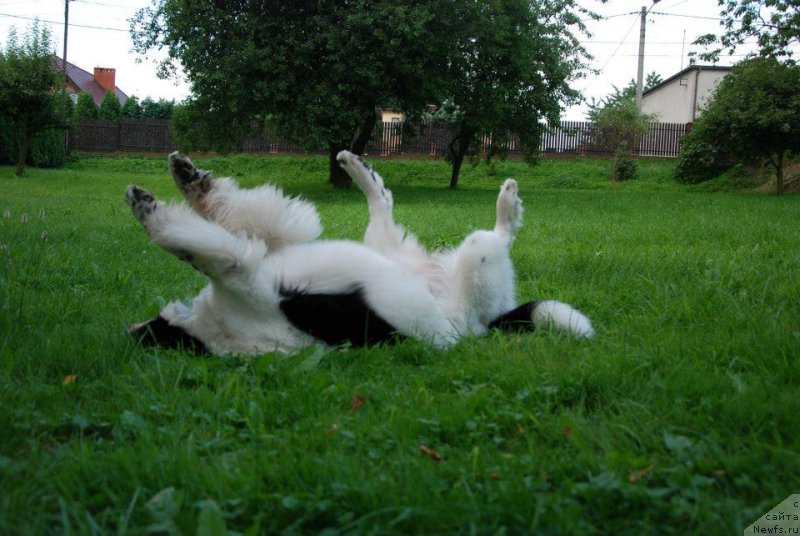 Фото: ньюфаундленд Chernaya Mafia Zebra Time (Черная Мафия Зебра Тиме)