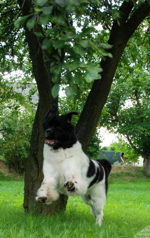 Фото: ньюфаундленд Chernaya Mafia Zebra Time (Черная Мафия Зебра Тиме)