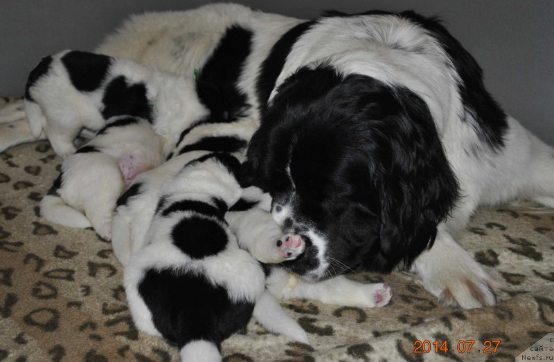 Фото: ньюфаундленд Mag Ispolin Moda Maksi (Маг Исполин Мода Макси)