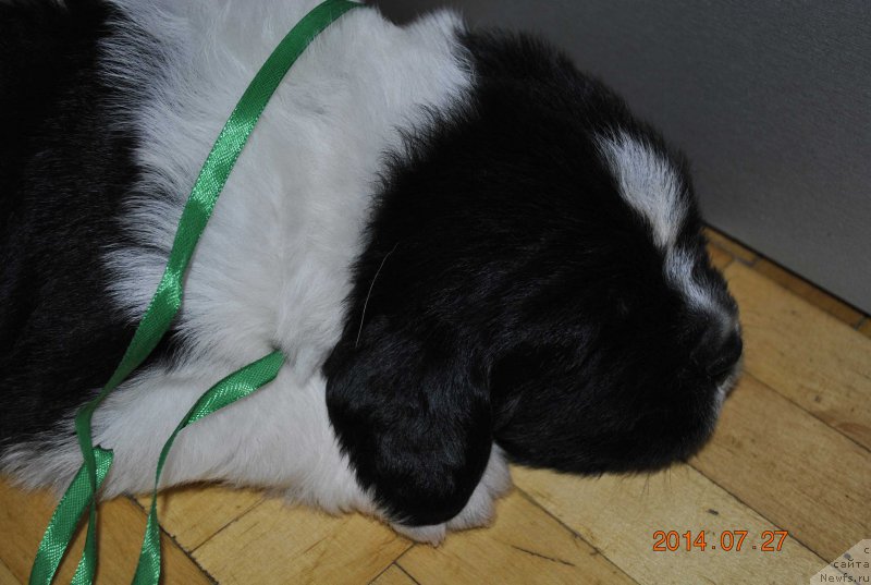 Фото: ньюфаундленд Mag Ispolin Optimus Praym (Маг Исполин Оптимус Прайм)