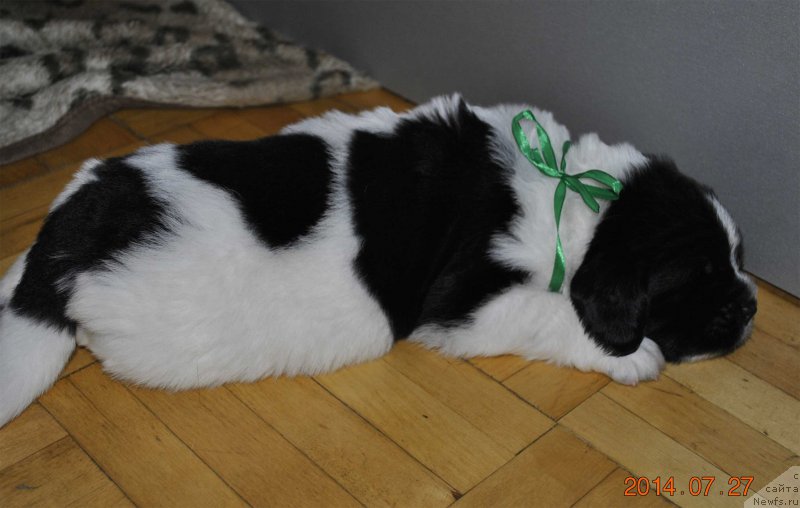 Фото: ньюфаундленд Mag Ispolin Optimus Praym (Маг Исполин Оптимус Прайм)