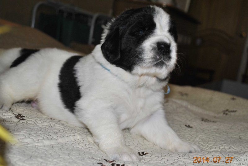 Фото: ньюфаундленд Mag Ispolin Obsidian (Маг Исполин Обсидиан)