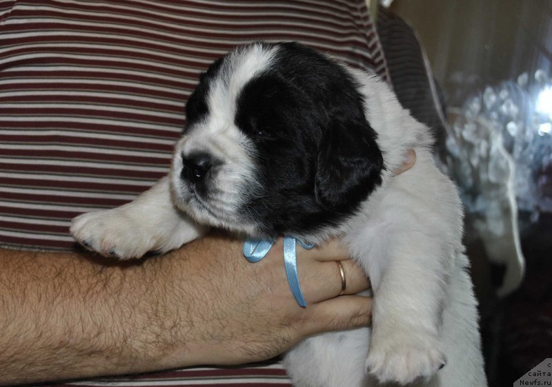 Фото: ньюфаундленд Mag Ispolin Obsidian (Маг Исполин Обсидиан)