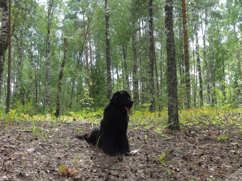 Фото: ньюфаундленд Lesnaya Skazka Lunnaya Sonata (Лесная Сказка Лунная Соната)