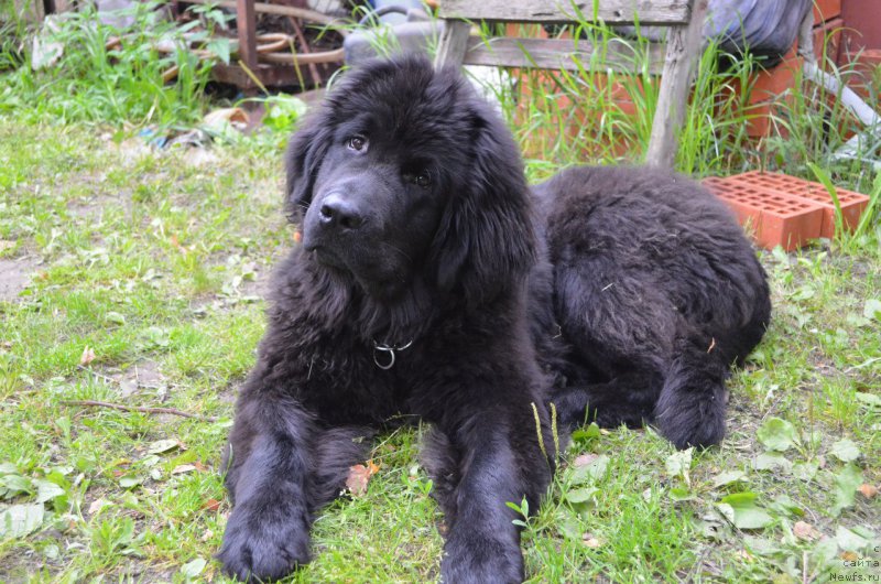 Фото: ньюфаундленд Velasko Manuyel' Rafa (Веласко Мануэль Рафа)