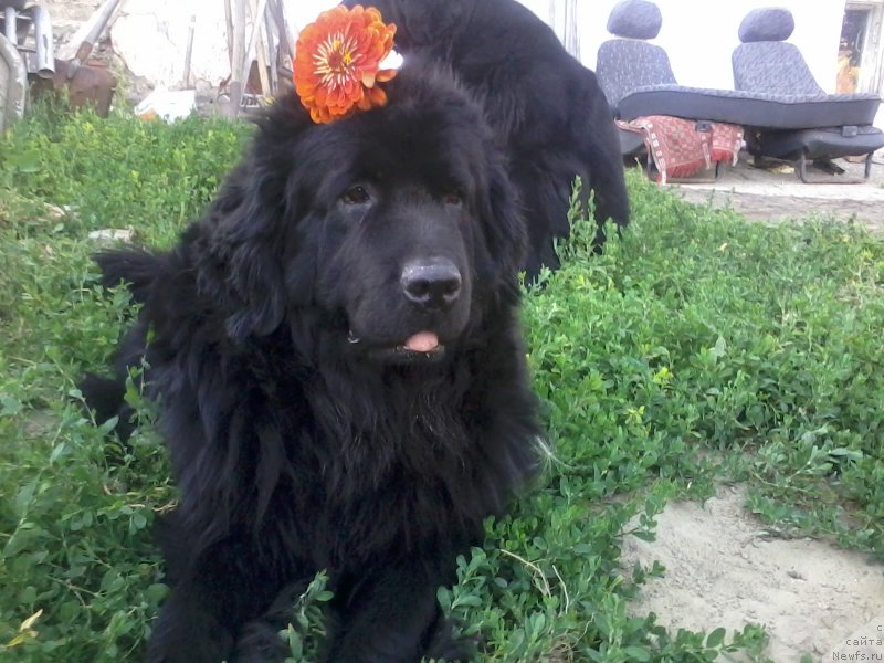 Фото: ньюфаундленд Elizaveta Vialiki Miadzvedz (Елизавета Вялiкi Мядзведзь)
