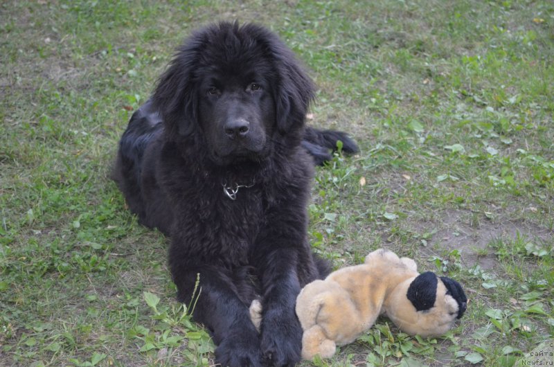 Фото: ньюфаундленд Velasko Manuyel' Rafa (Веласко Мануэль Рафа)