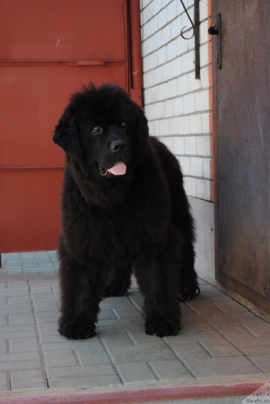 Фото: ньюфаундленд Dusha-Devitsa (Душа-Девица)