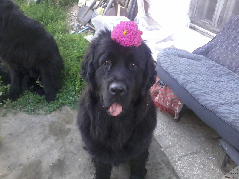 Фото: ньюфаундленд CHernyiy Balu Donna (Черный Балу Донна)