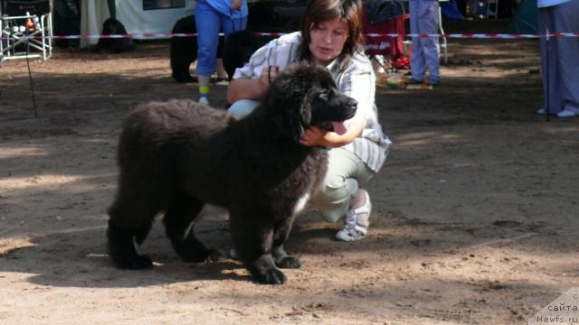 Фото: ньюфаундленд Adelina Stenli CHara (Аделина Стенли Чара)