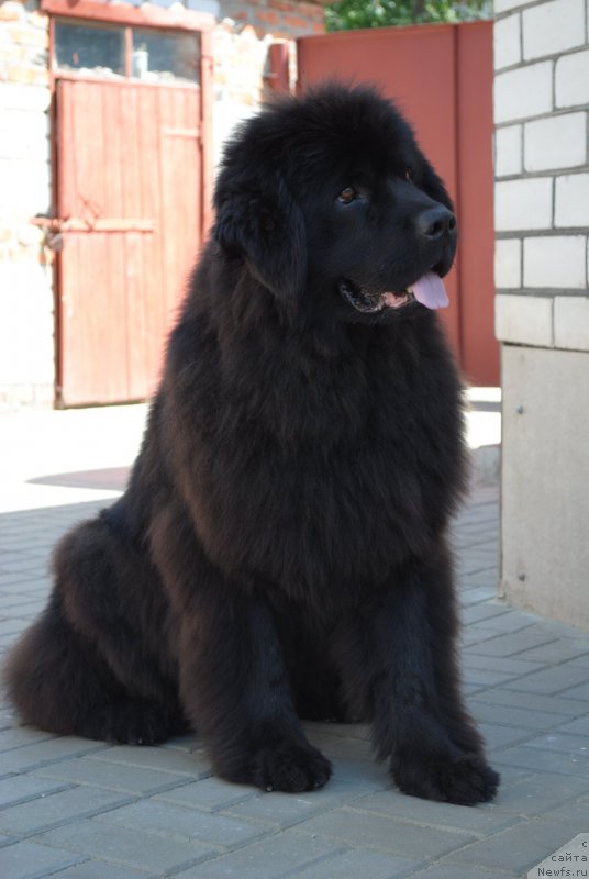 Фото: ньюфаундленд Dusha-Devitsa (Душа-Девица)