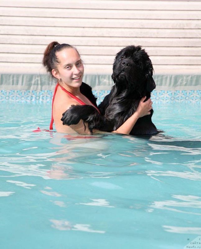 Фото: ньюфаундленд The Most Beautiful Dark New Wave, Anastasiya Rozenfel'd (Анастасия Розенфельд)