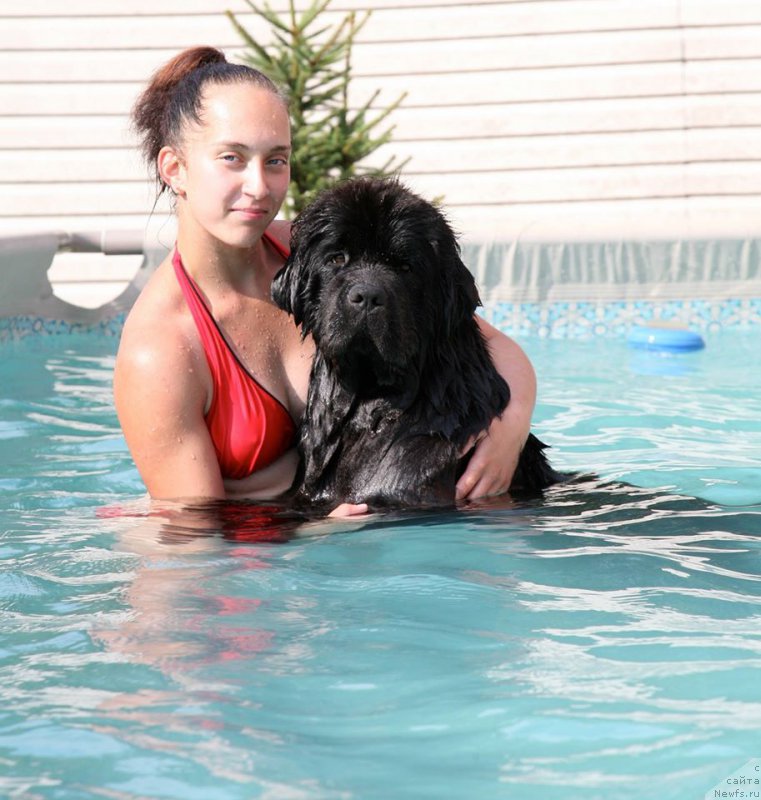 Фото: ньюфаундленд The Most Beautiful Dark New Wave, Anastasiya Rozenfel'd (Анастасия Розенфельд)