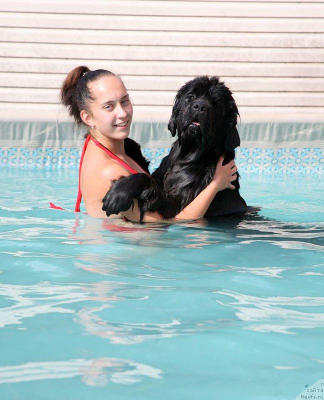 Фото: ньюфаундленд The Most Beautiful Dark New Wave, Anastasiya Rozenfel'd (Анастасия Розенфельд)