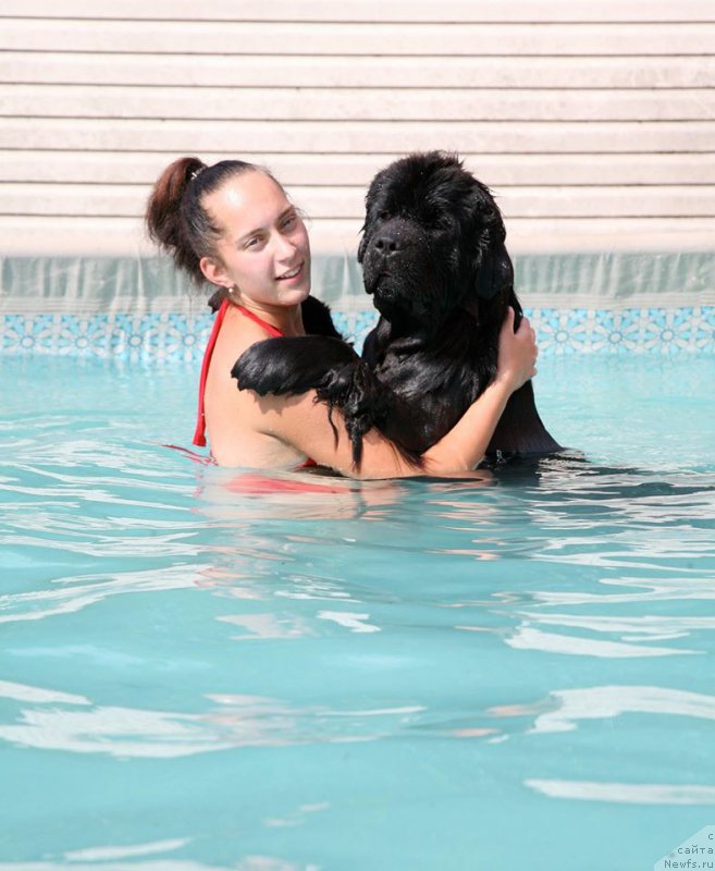 Фото: ньюфаундленд The Most Beautiful Dark New Wave, Anastasiya Rozenfel'd (Анастасия Розенфельд)