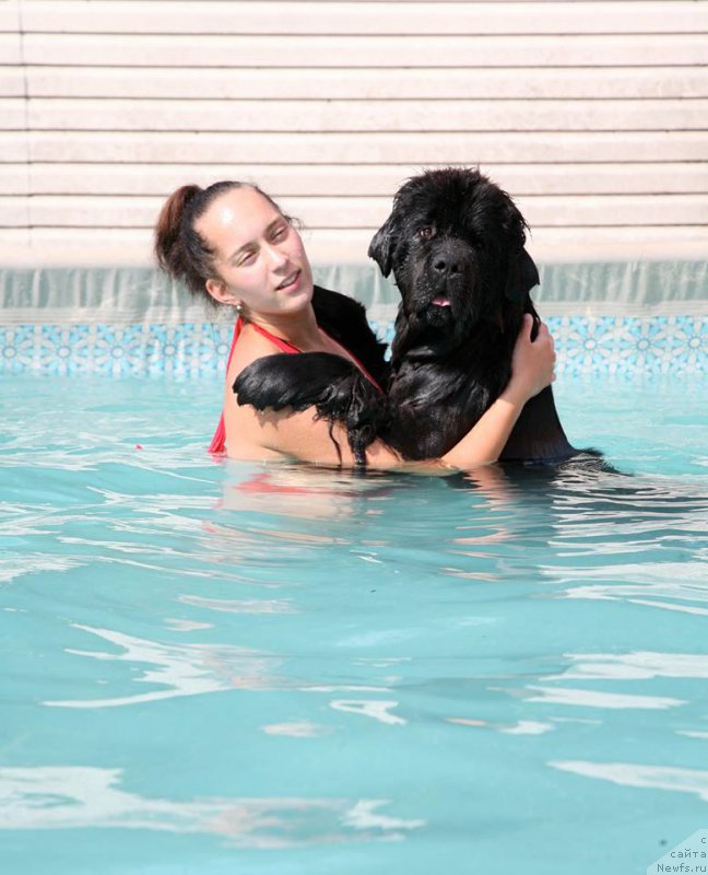 Фото: ньюфаундленд The Most Beautiful Dark New Wave, Anastasiya Rozenfel'd (Анастасия Розенфельд)